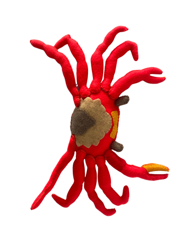 Yuru, El Cangrejo de Rio Colombiano